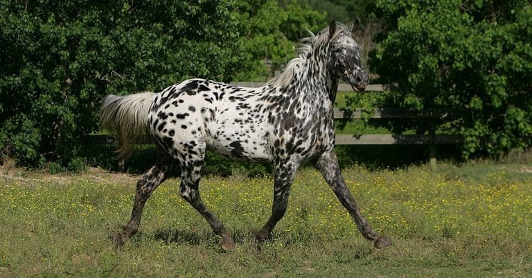 Knabstrupper horse ; fascinating and distinctive breed with a rich history and a striking appearance