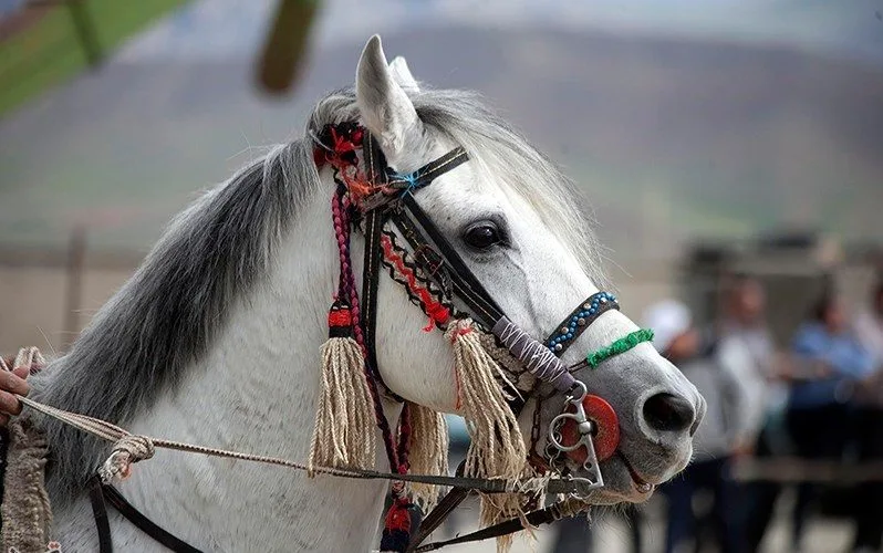 Kurdish horse ; more than just an animal it is a symbol of the Kurdish people’s enduring spirit and rich cultural heritage.
