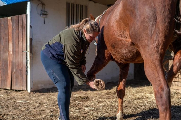 Caring for Horses with Laminitis: Essential Management Techniques