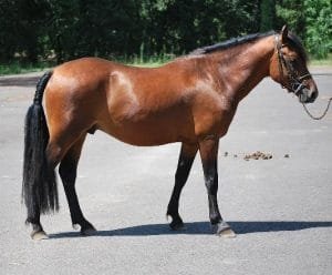 Landais Pony: charming and versatile breed from the southwestern region of France