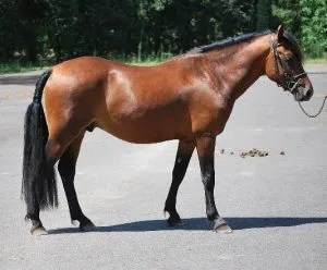 Landais Pony: charming and versatile breed from the southwestern region of France