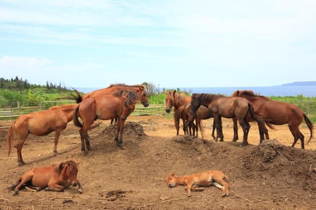 Miyako Pony: is a testament to Japan’s rich biodiversity and cultural heritage