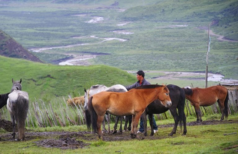 Nangchen Horse;breed of horse that embodies strength, resilience, and grace