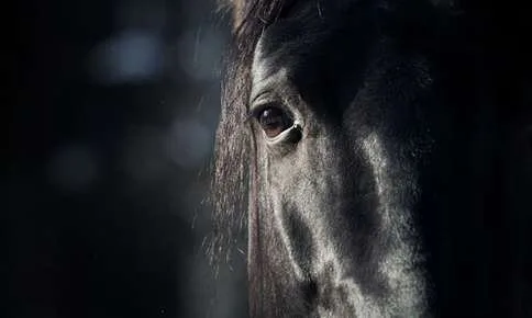 Horse Vision Explained: From Night Sight to Distance Clarity and Depth Perception—Understanding How Horses Navigate Their World Effectively