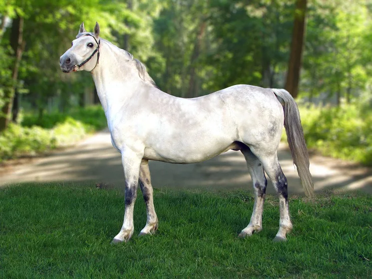 Orlov Trotter ;remarkable horse breed known for its elegance, speed, and endurance