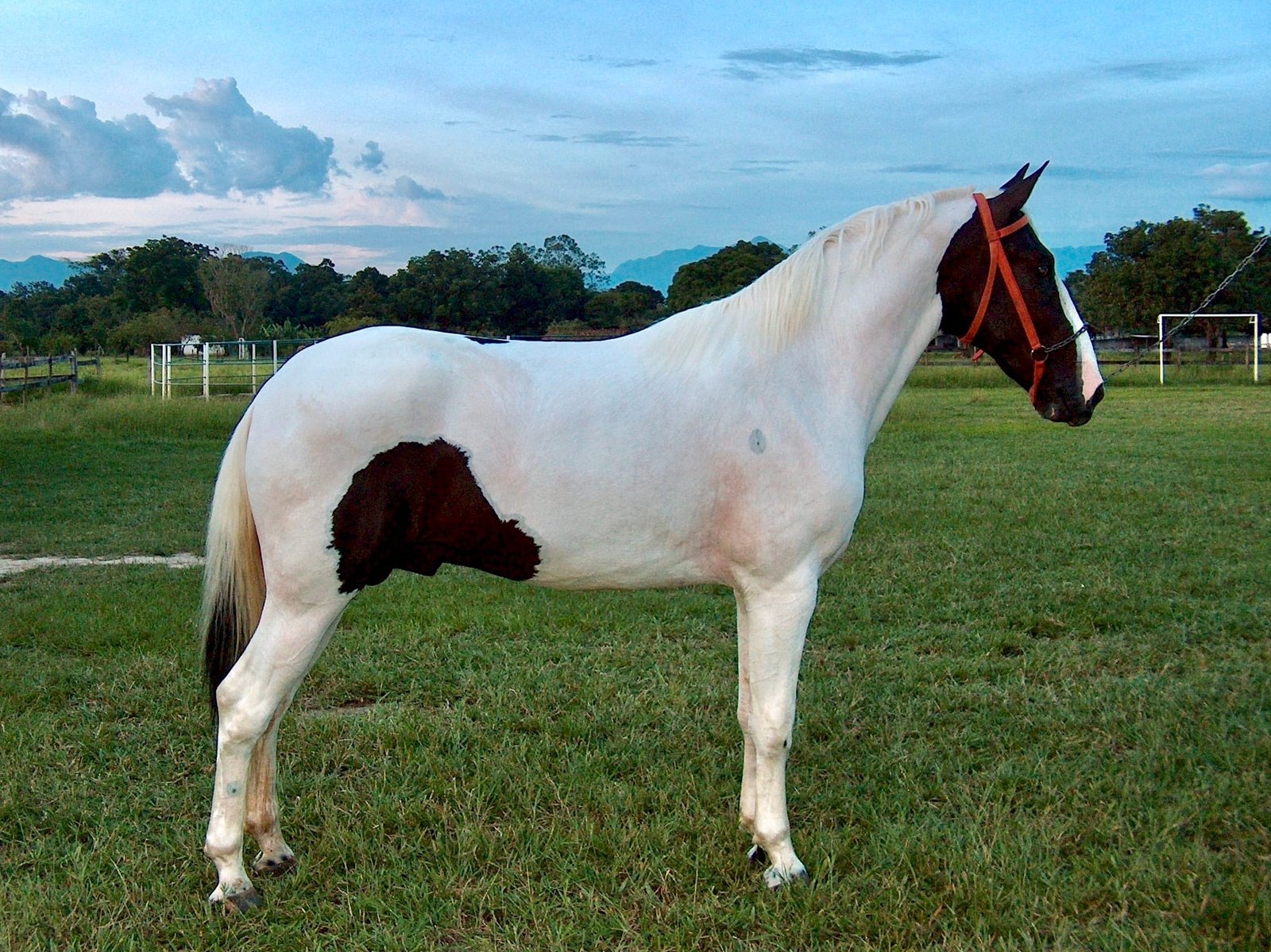 Pampa Horse:heart of South America, the Pampa Horse is a fascinating and unique breed with deep roots in Argentine history.