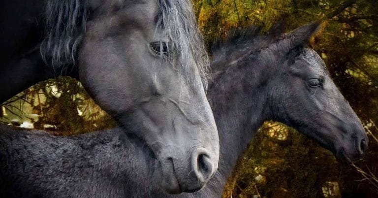 5 Rarest Horse Breeds from France:France is known for its rich equestrian tradition, with many horse breeds that are admired for their unique qualities