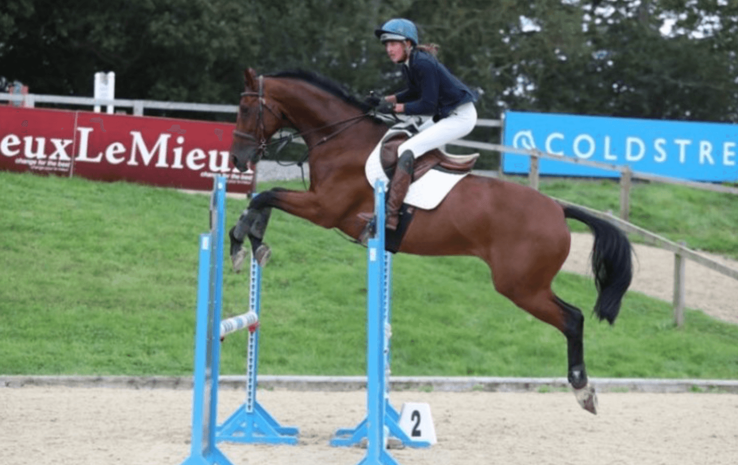 British Warmblood ; remarkable breed known for its elegance, versatility, and athleticism