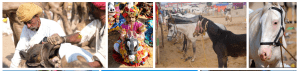 Rajasthan's vibrant" Pushkar Fair"Trail and images