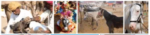 Rajasthan's vibrant" Pushkar Fair"Trail and images