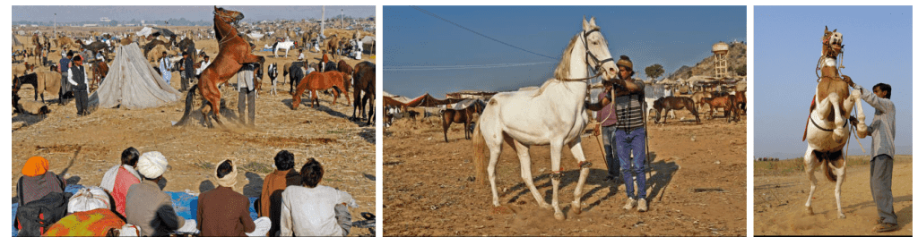 Rajasthan's vibrant" Pushkar Fair"Trail and images