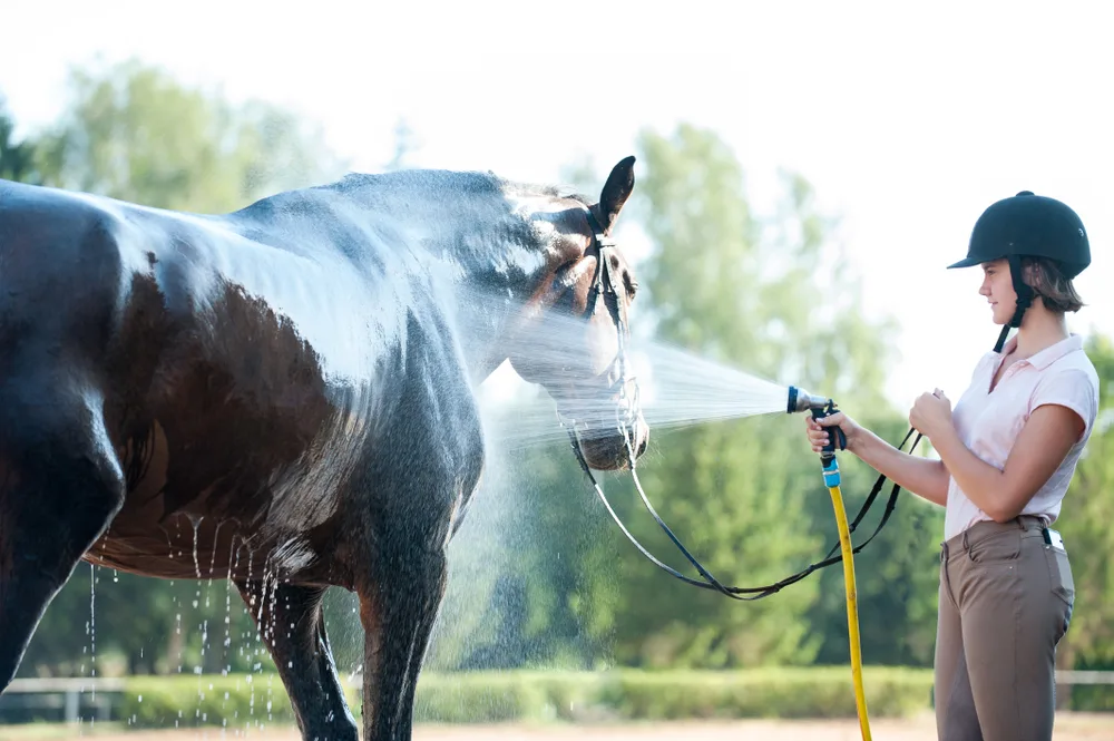 The Ultimate Guide to Bathing Your Horse: Step-by-Step Tips for a Fun and Effective Experience