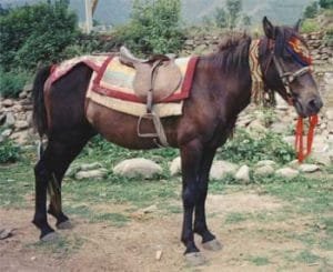 Spiti Horse