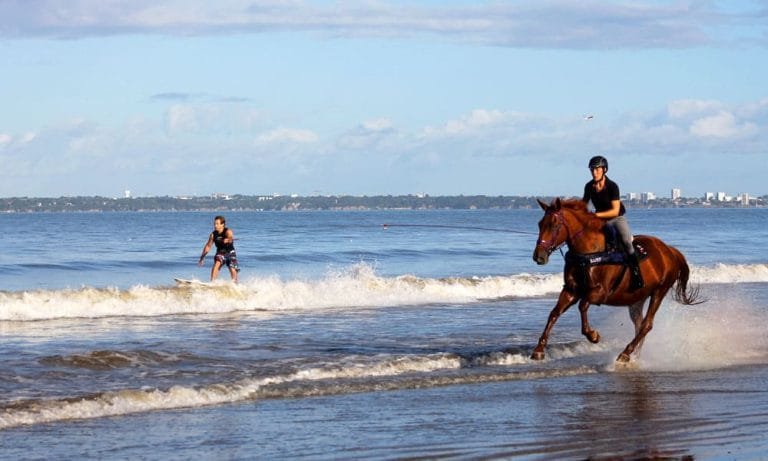 Horse Surfing: The Thrill of Riding Waves with Horses