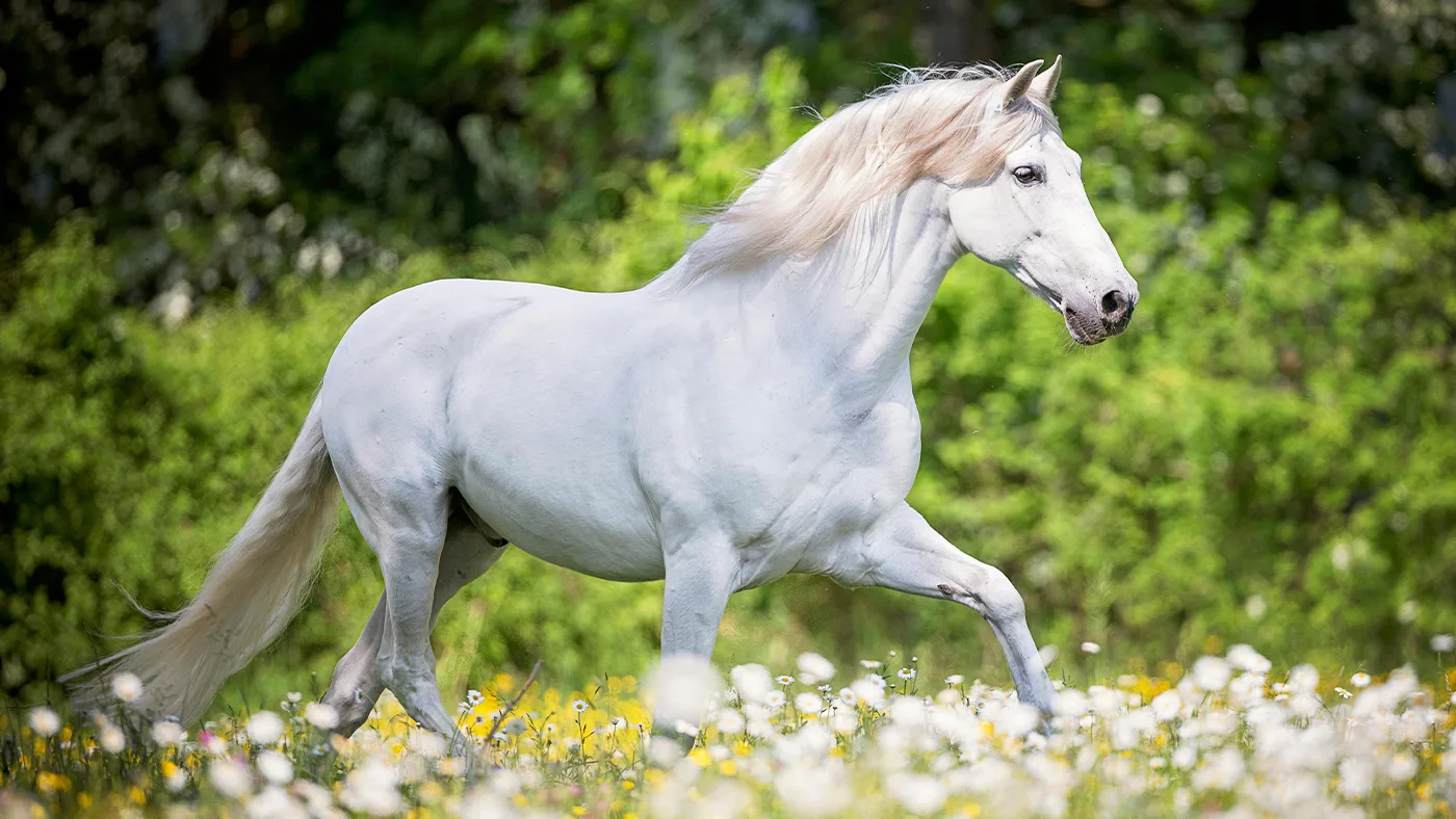 The Akhal-Teke: Nature's Shimmering Gem