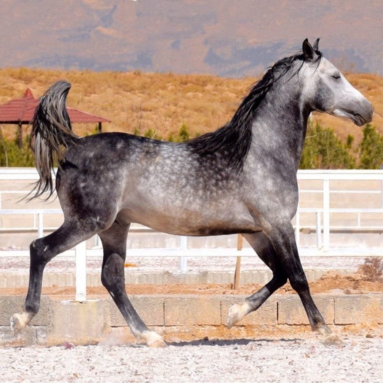 Dareshuri Horse Breed: An Overview
