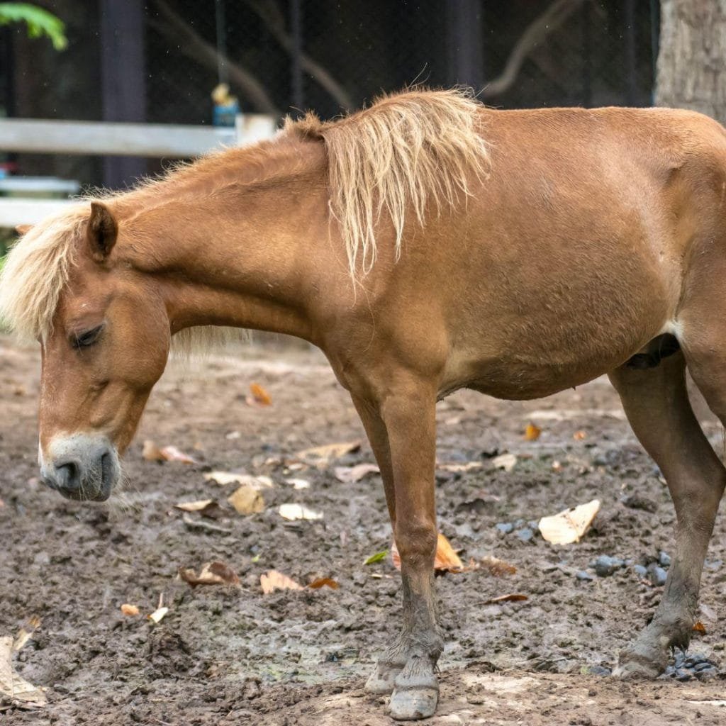 Noma horse :fascinating breed with a rich history and distinct characteristics that set it apart from other horses.