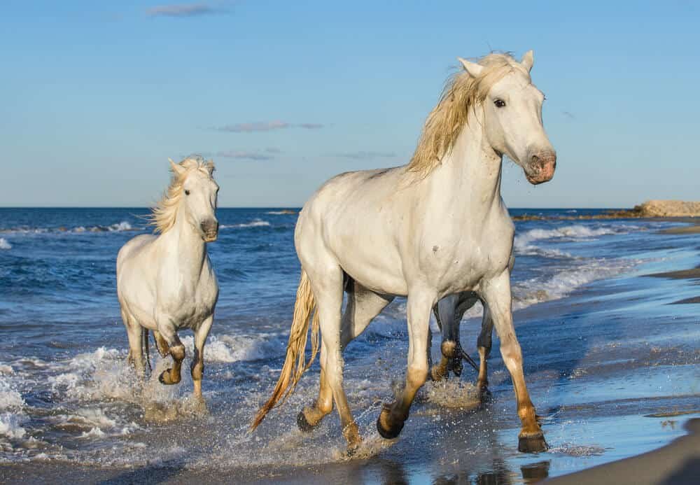 Famous French Horses: Icons of Equine Excellence