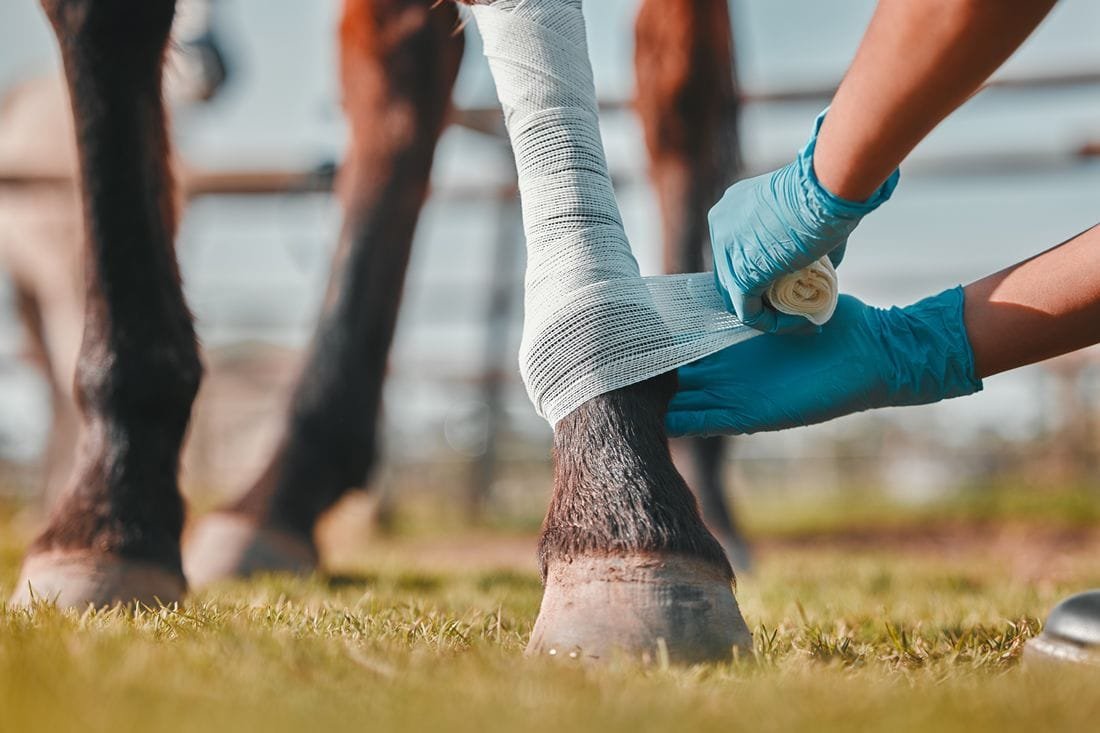 Effective Management of Horse Wounds: Tips for Prevention and Healing