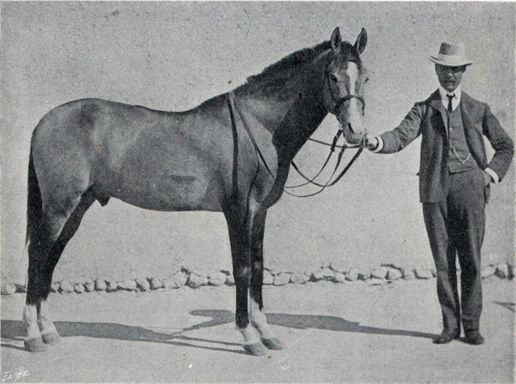 The Iomud Horse: A Blend of Elegance and Strength