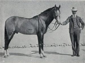 The Iomud Horse: A Blend of Elegance and Strength