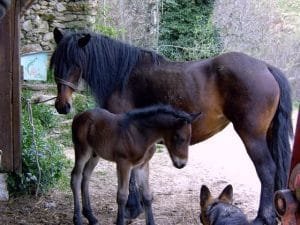 Castillonnais horse ; remarkable breed, native to the region of Castillon in southern France, is a true hidden gem among equine breeds.