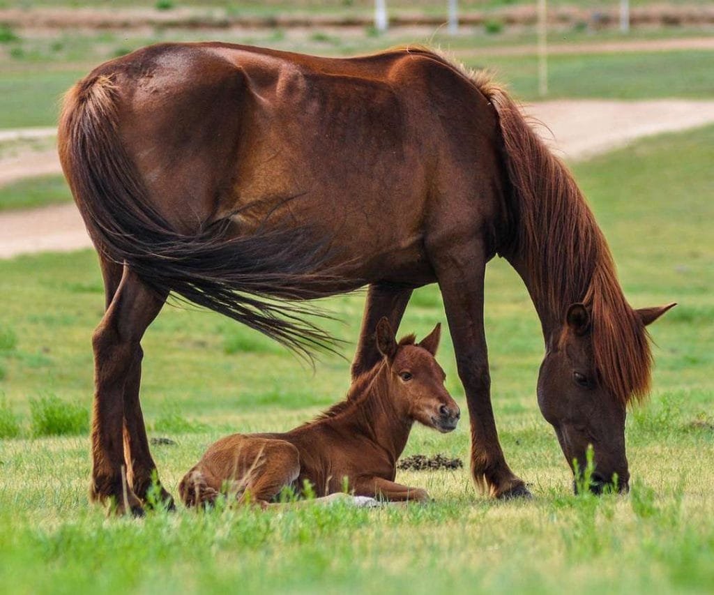 What Defines a Horse Filly? Understanding the Development of Young Horses