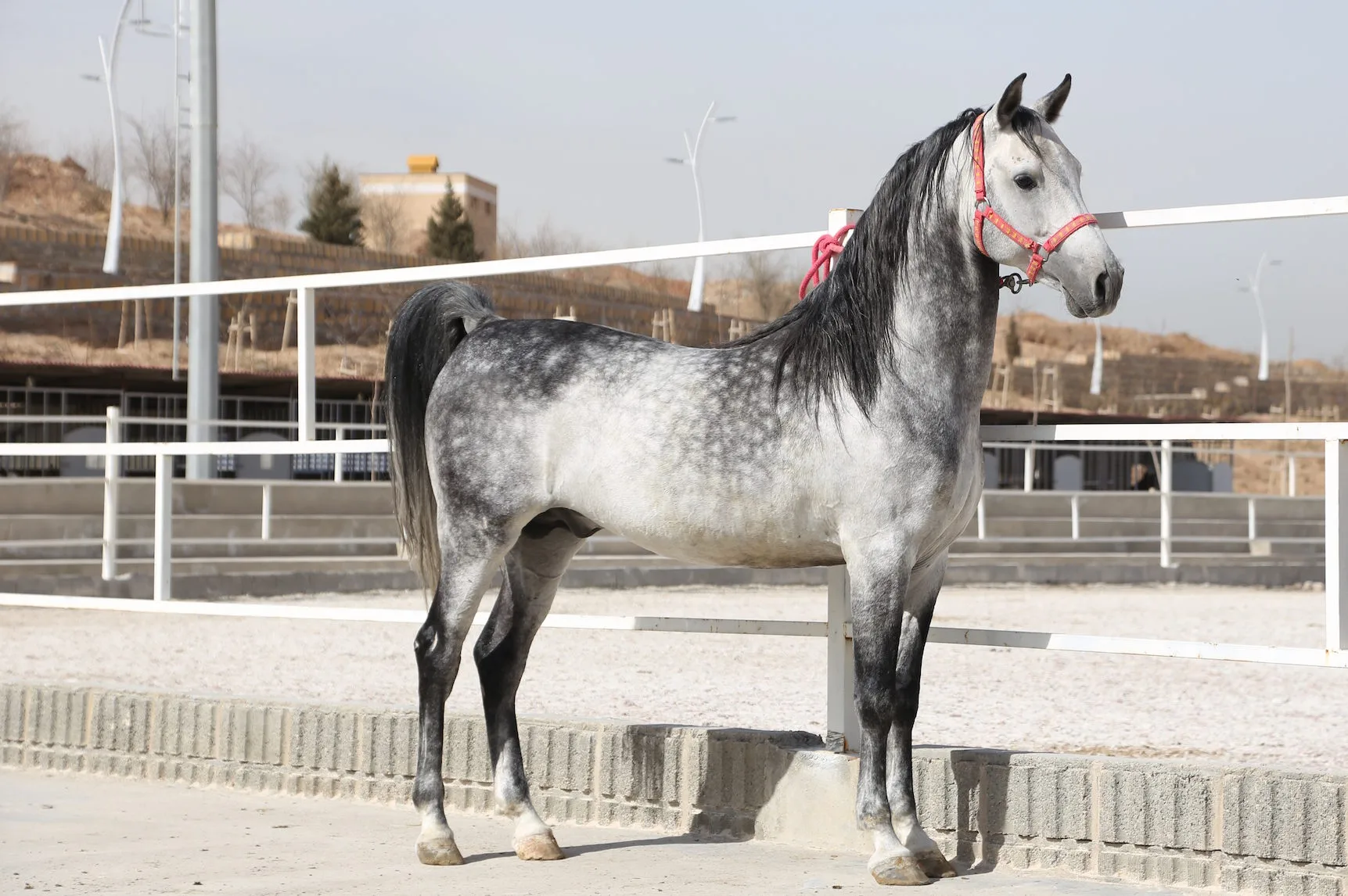  Dareshuri Horse Breed: An Overview