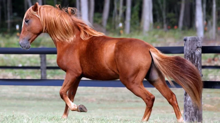 Boerperd horse breed is a fascinating example of South Africa's rich equestrian heritage ; fascinating example of South Africa's rich equestrian heritage