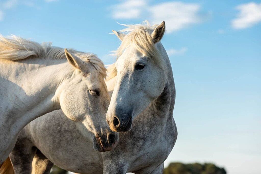 Famous French Horses: Icons of Equine Excellence