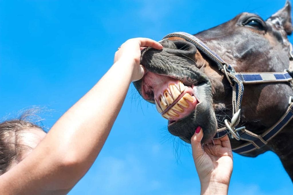 Horse gums; they’re an important indicator of overall well-being