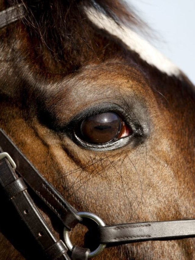 Eye Infections in Horses