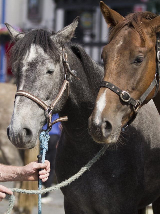 Tallow Horse Fair 2024