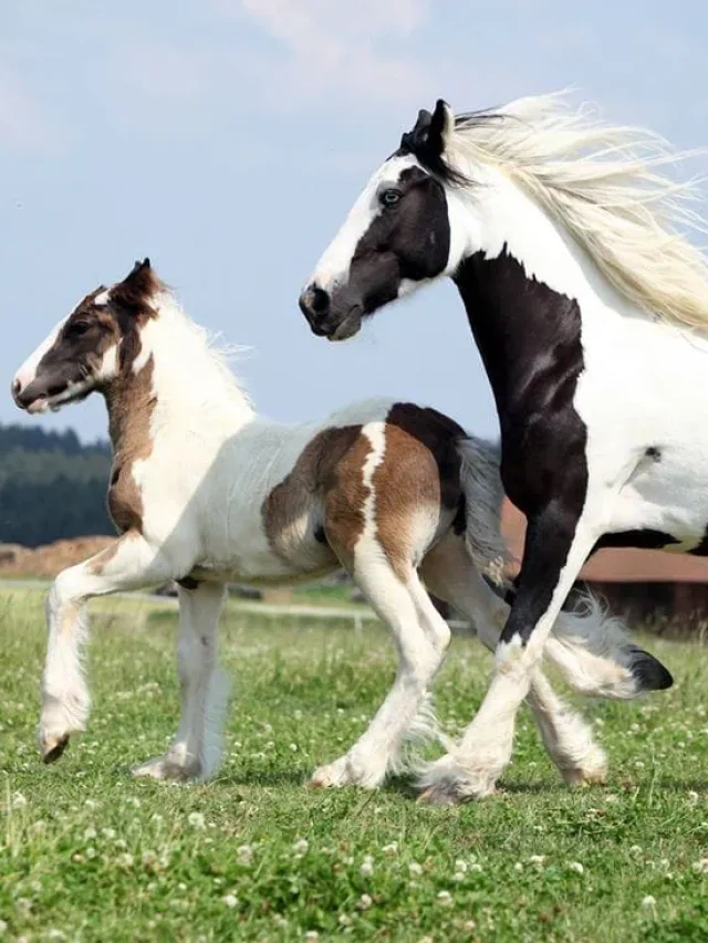 Gypsy Vanner Horses