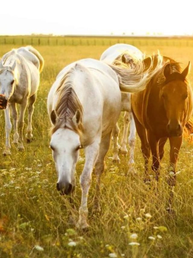 Top 5 Herbs for Enhancing Natural Horse Health