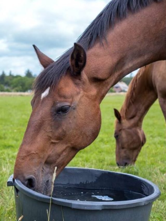 Horse Nutritional Essential Guide