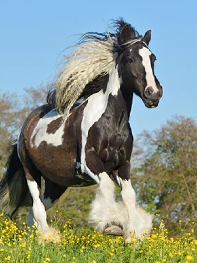 Cob Horse