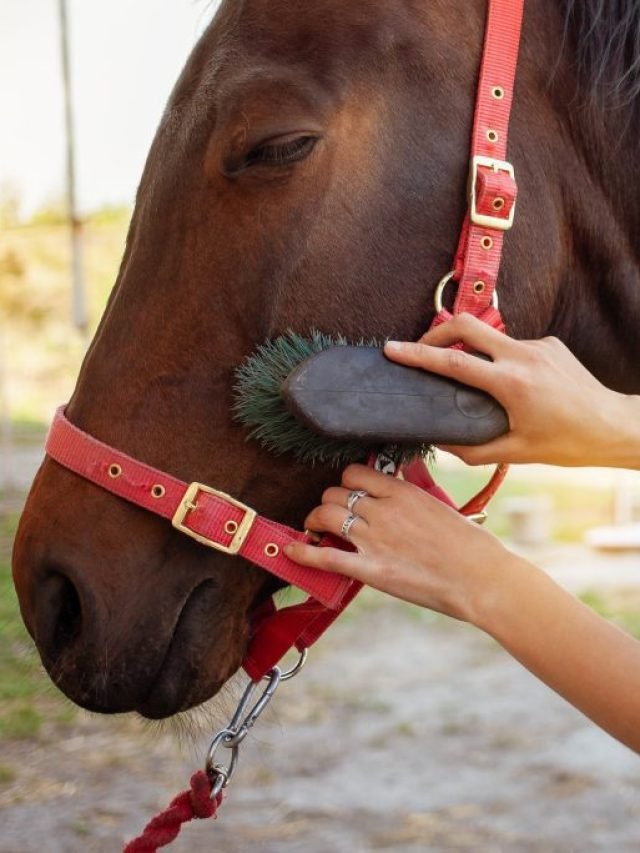 Horse Grooming Kits Explained