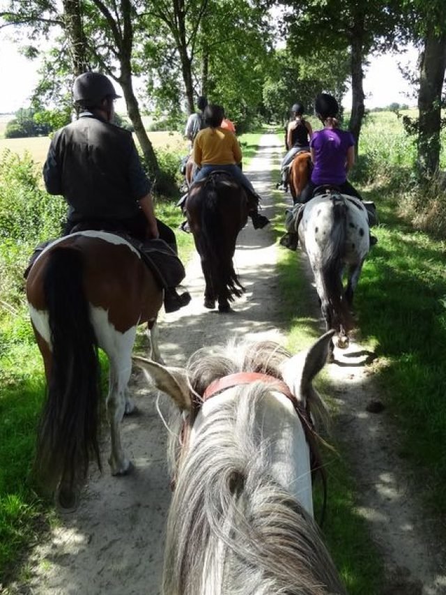 Tips for Safe Horseback Riding