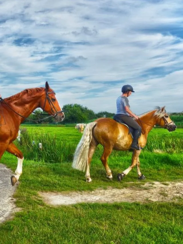 Essential Horse Riding Equipment