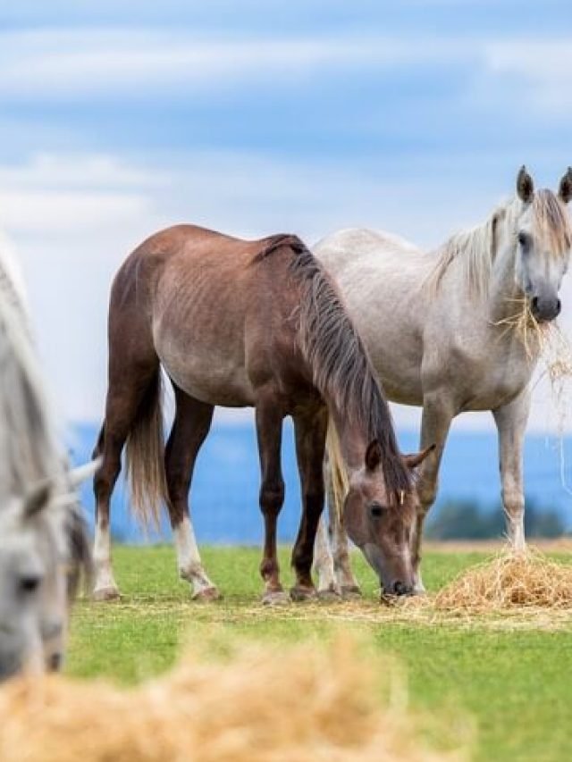 Nutritious Cookies for Horses