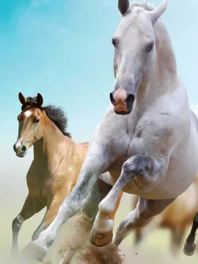 The Most Beautiful Horses in the World