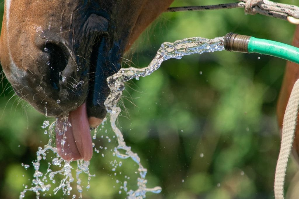 Horse Hydration and Electrolyte Balance:Proper hydration and electrolyte balance are crucial for maintaining the health and performance of horses.