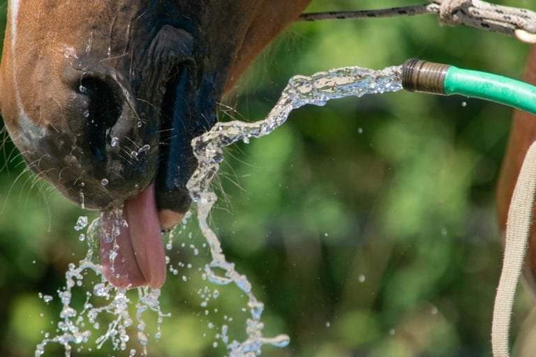 Horse Hydration and Electrolyte Balance:Proper hydration and electrolyte balance are crucial for maintaining the health and performance of horses.