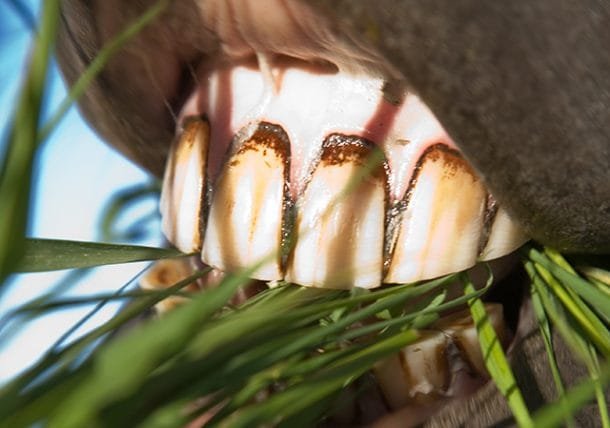 
Horse gums; they’re an important indicator of overall well-being