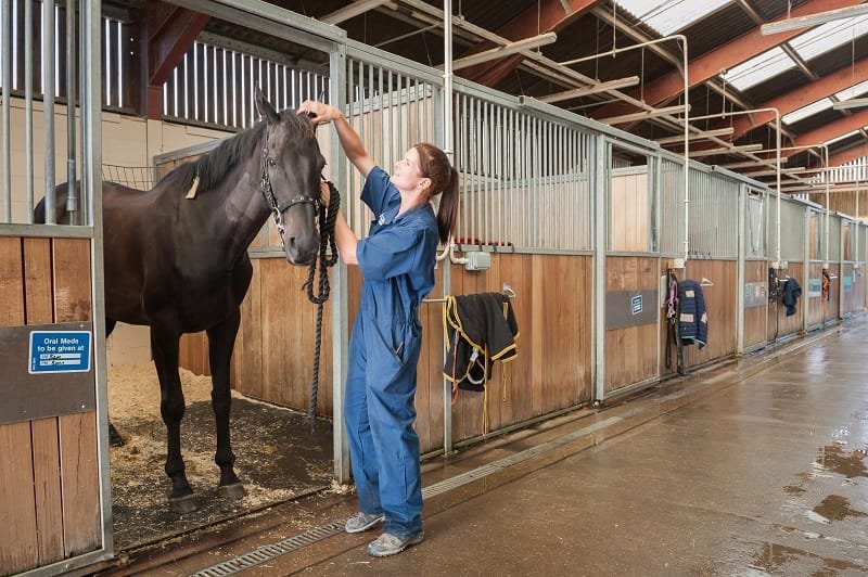 The Importance of Regular Veterinary Care for Horses