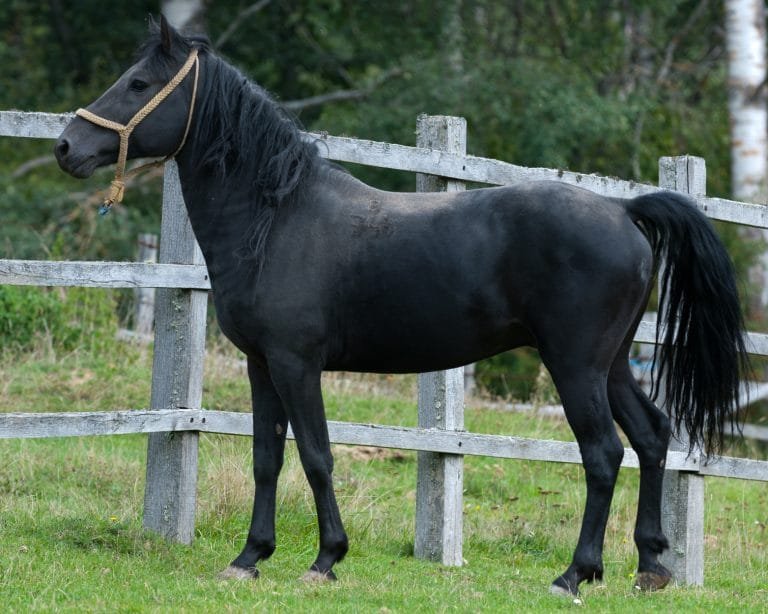 Bosnian Mountain Horse: also known as the Bosnian Pony ;remarkable breed native to the mountainous regions of Bosnia and Herzegovina