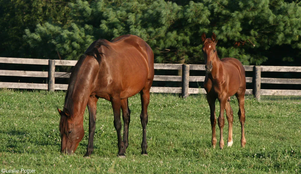 Essential Dos and Don’ts for Effective Horse Feeding and Nutrition