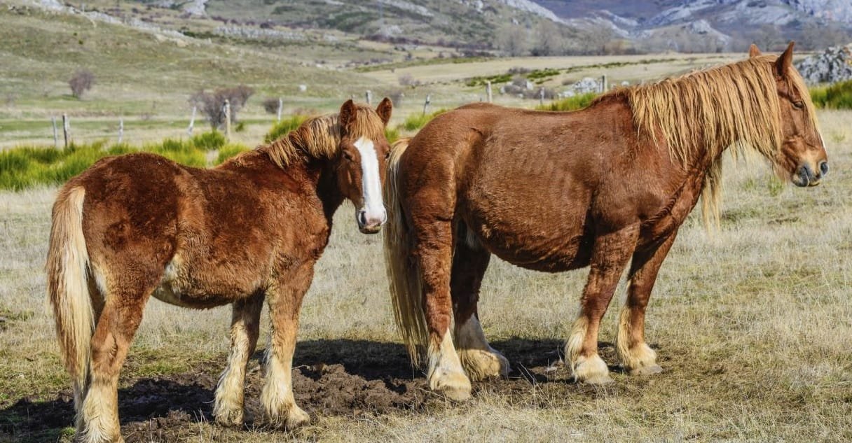 Hispano-Bretón Horse; breed is an intriguing blend of two different worlds: the Spanish and the Breton horses