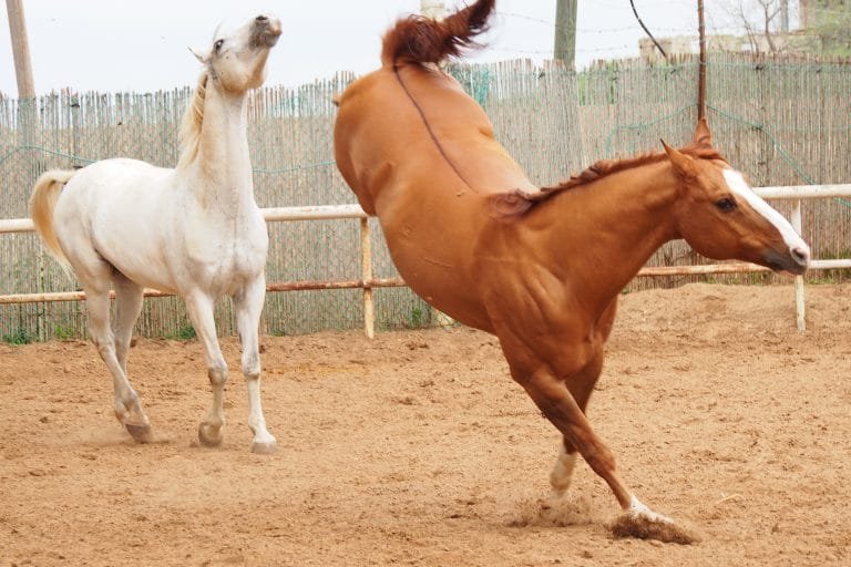 A Horse’s Sudden Attack;rare instances when a horse can display unexpected aggression